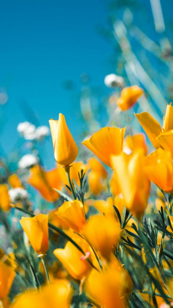 © Verein 24 Stunden Burgenland - tmonte2015